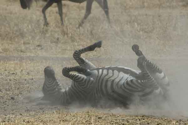 Cebra - parque nacional de Tarangire - Tanzania.jpg
